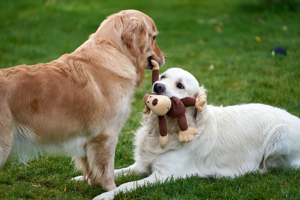 Chien jouant avec un jouet de puzzle
