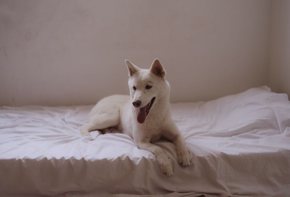 Un espace tranquille où le chien peut se retirer