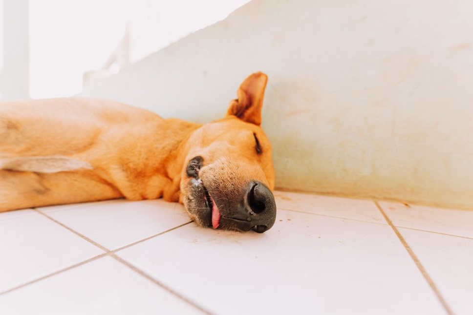 Un chien se repose dans un coin calme de la maison