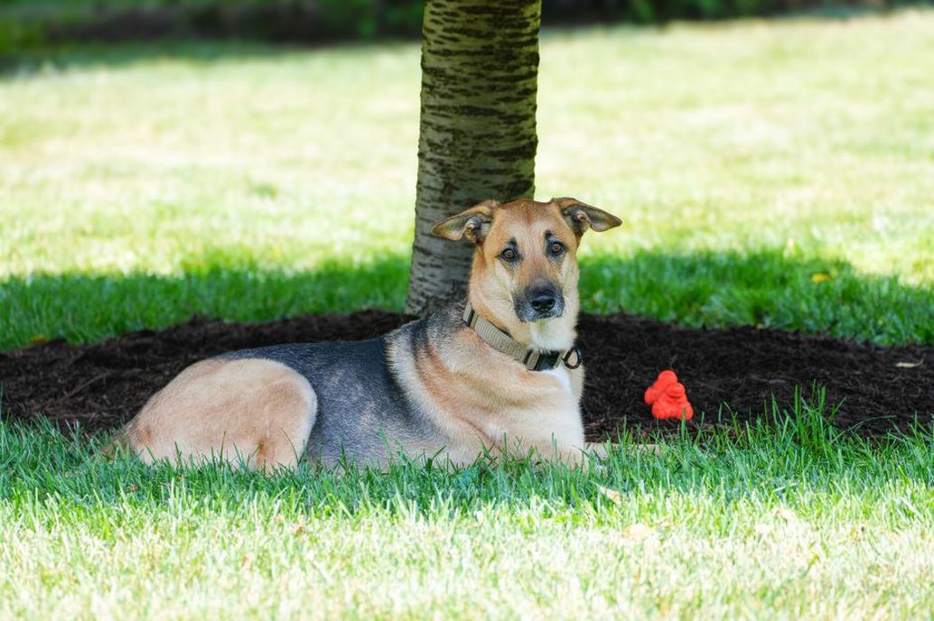 Un chien se repose à l’ombre dans le jardin