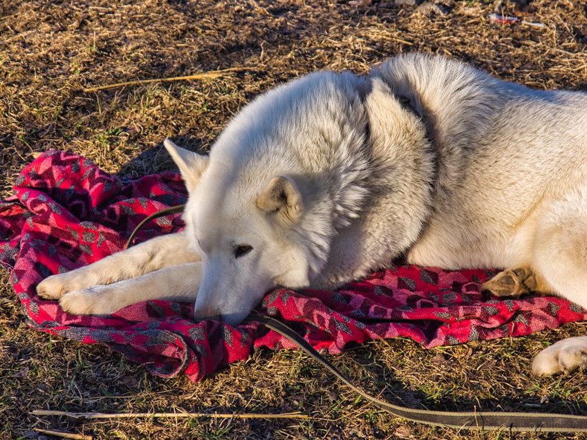 Un chien se repose sur une couverture à l’ombre