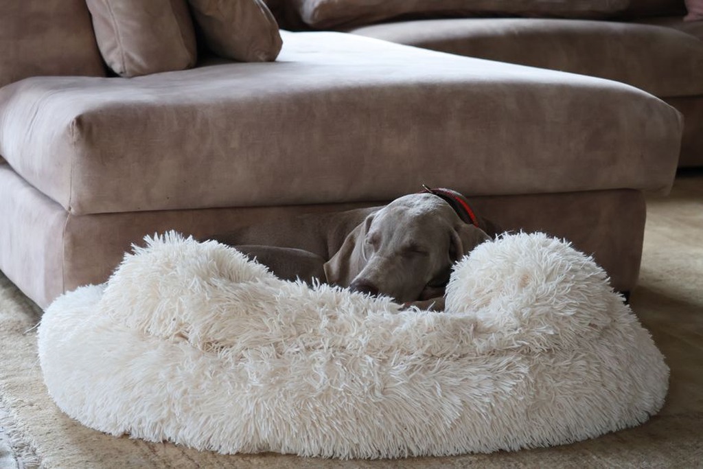 Un chien étendu sur son couchage près du salon