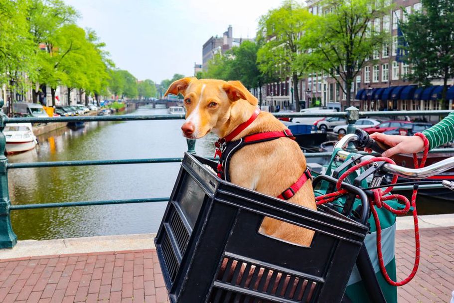 Chien attaché en sécurité sur la banquette arrière