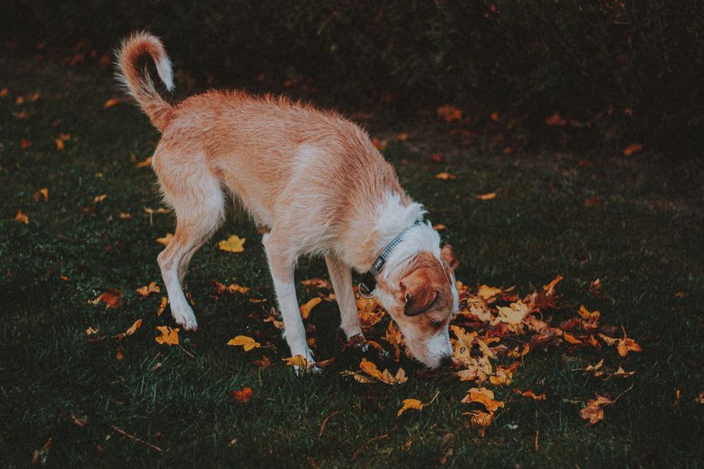 Un chien prend le temps de renifler l’herbe