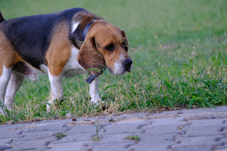 Un chien explore les odeurs au bord d’une allée