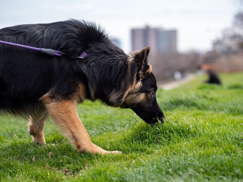 Un chien explore les odeurs d’un chemin herbeux
