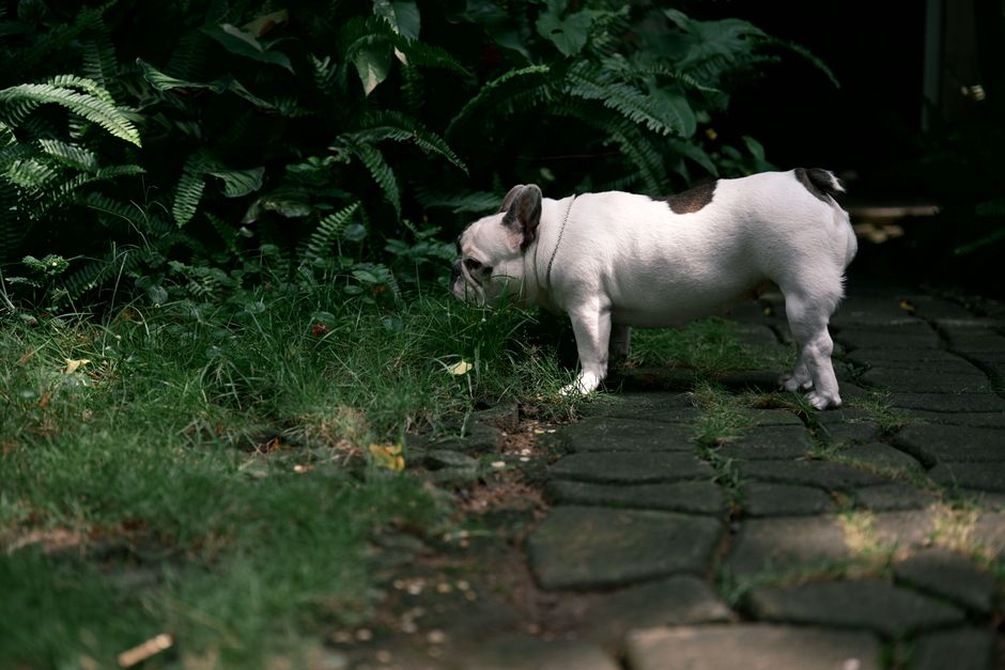 Un chien explore les odeurs au bord du chemin