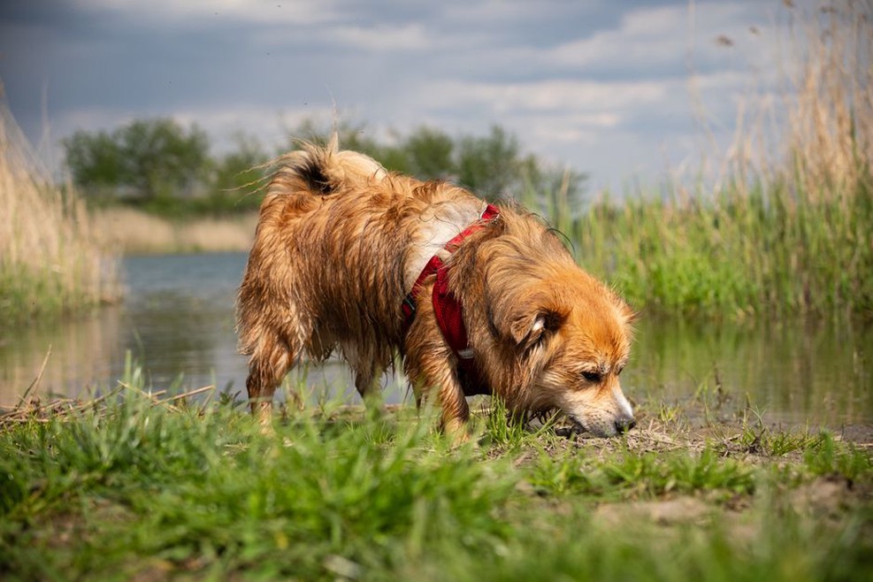 Un chien explore tranquillement les odeurs du sol