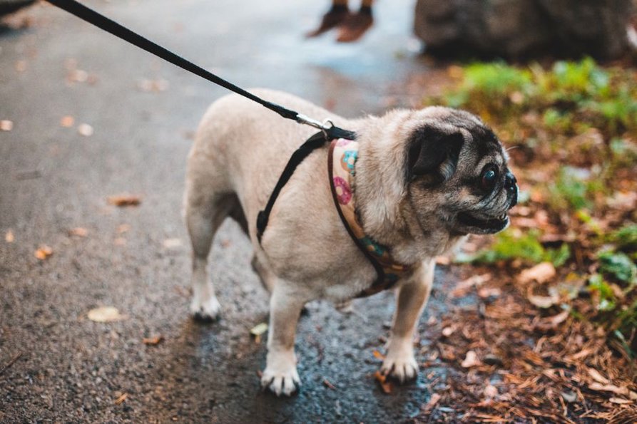 Un chien explore les odeurs au bord du chemin