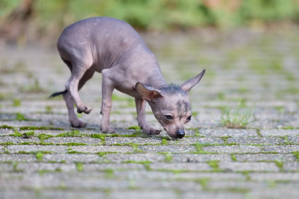 Un chien cherche sa ration dans un jouet distributeur