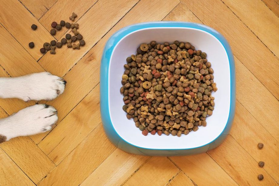 Un chien cherche quelques croquettes sur un tapis