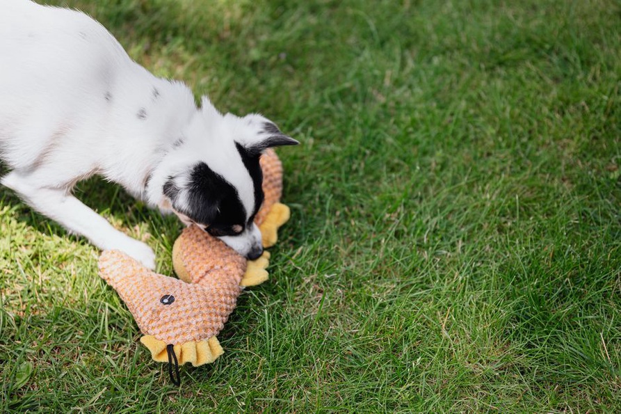 Un chien cherche des friandises dans un jeu à compartiments