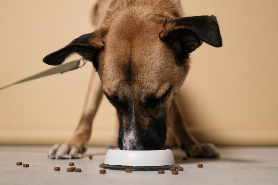 Un chien cherche des croquettes dans une serviette dépliée