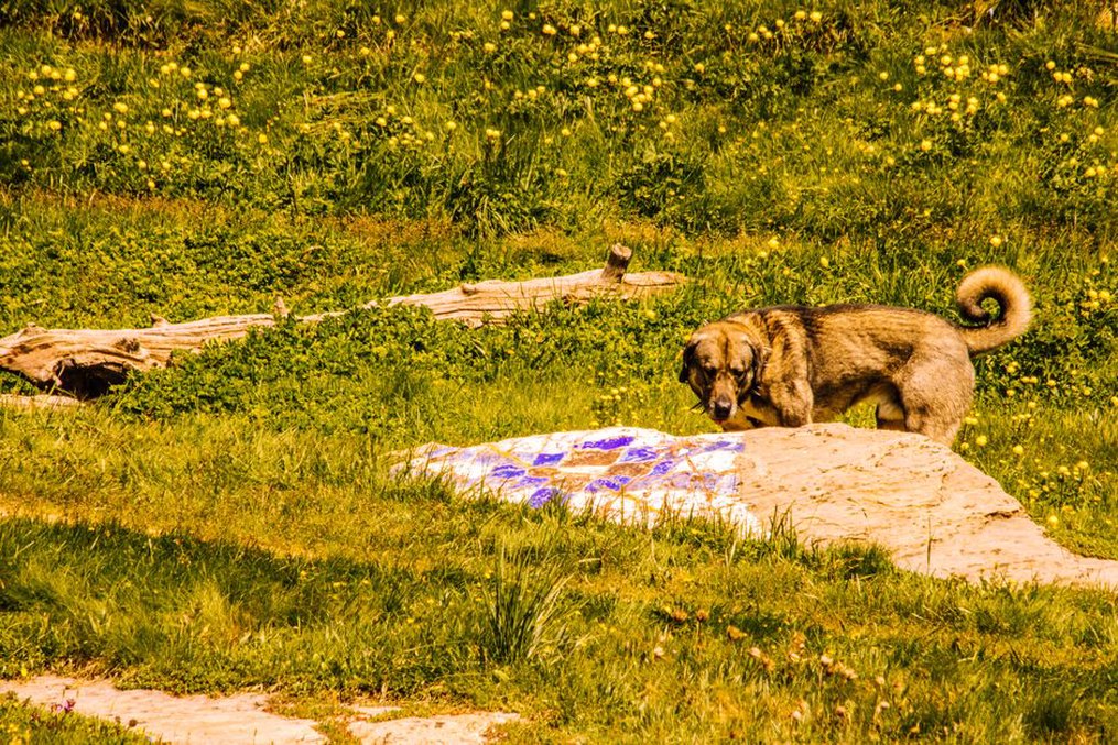 Un chien explore doucement les odeurs d’un sous-bois