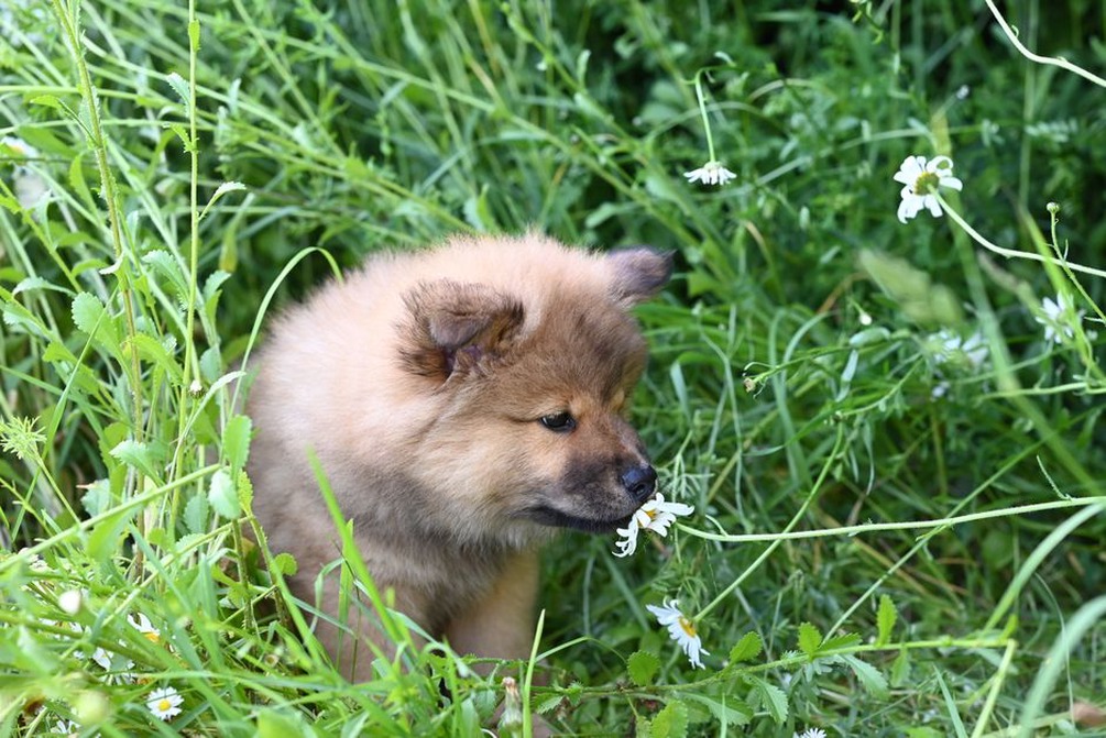Chien attentif aux odeurs près d’un sentier