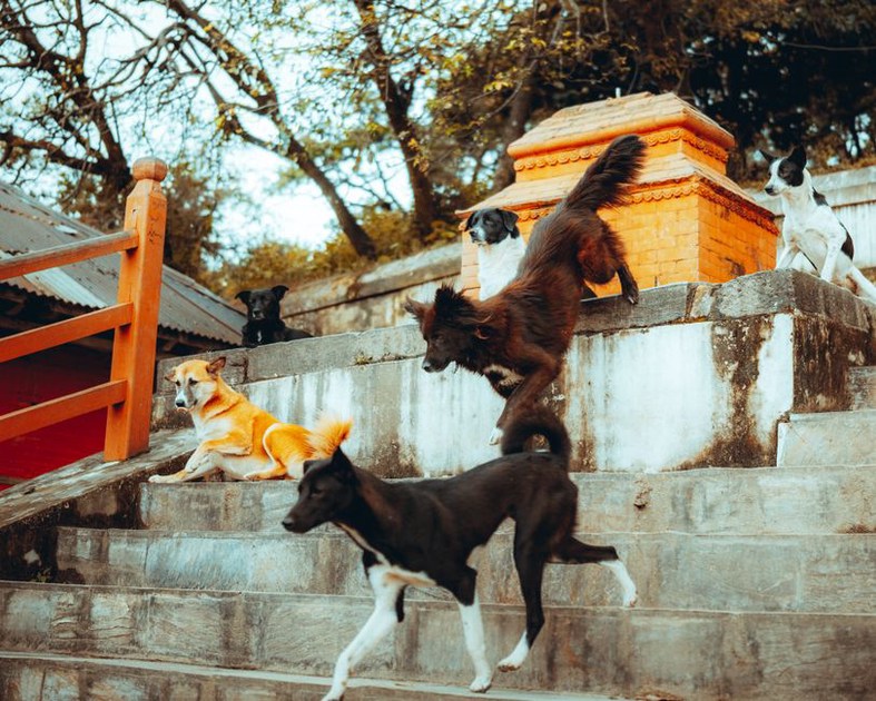 Une rampe stable facilite l’accès du chien à la voiture