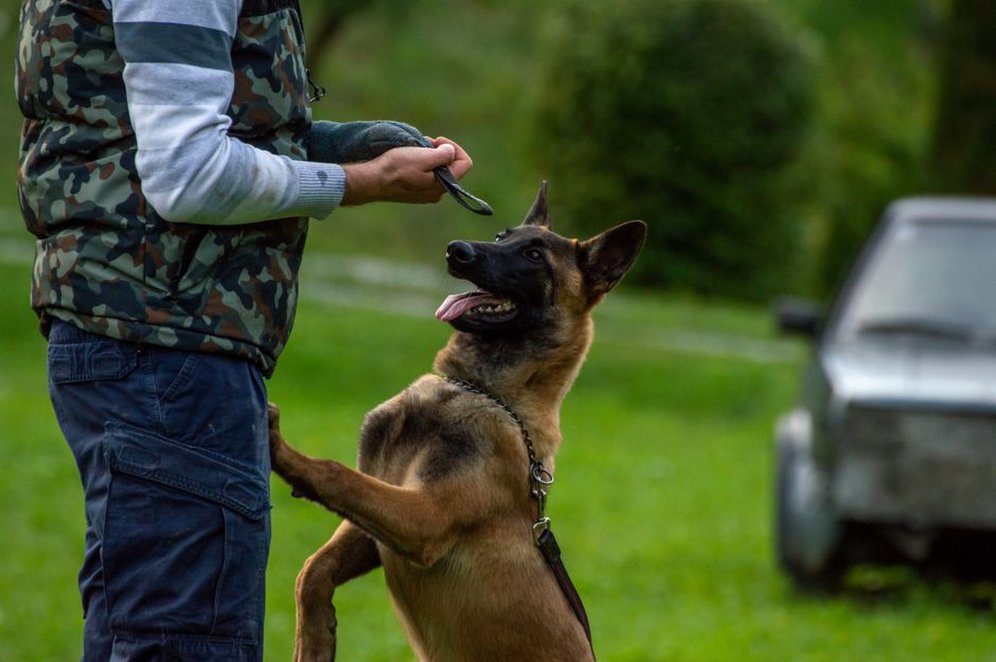 Un chien s’assoit en suivant une main ouverte