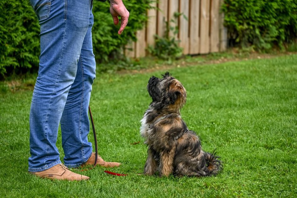 Un chien apprenant un nouveau tour avec son propriétaire