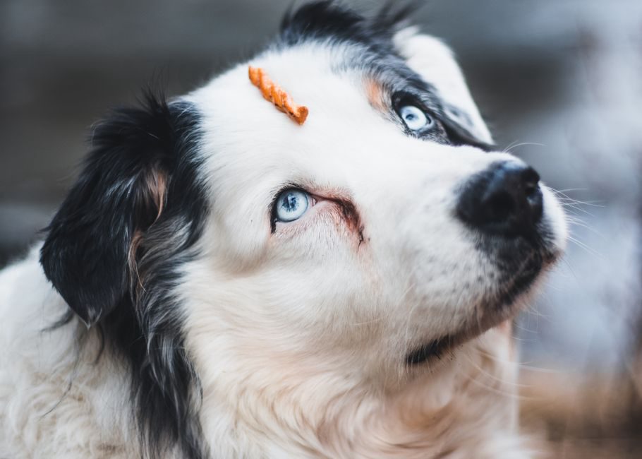 maître apprenant à son chien avec des friandises