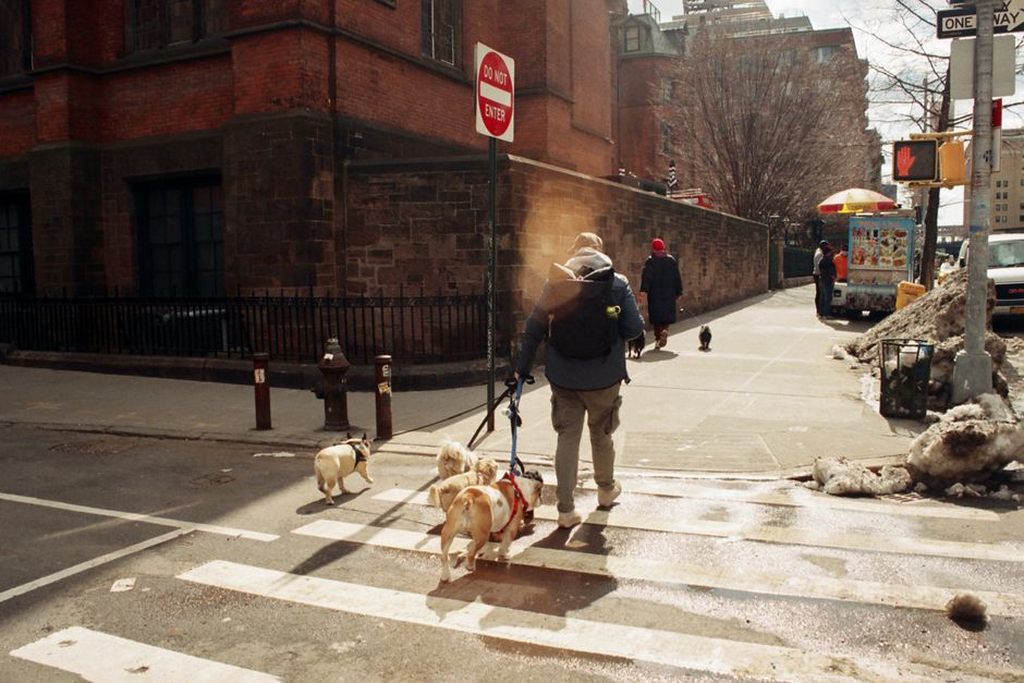 Chien marchant dans une rue animée de la ville