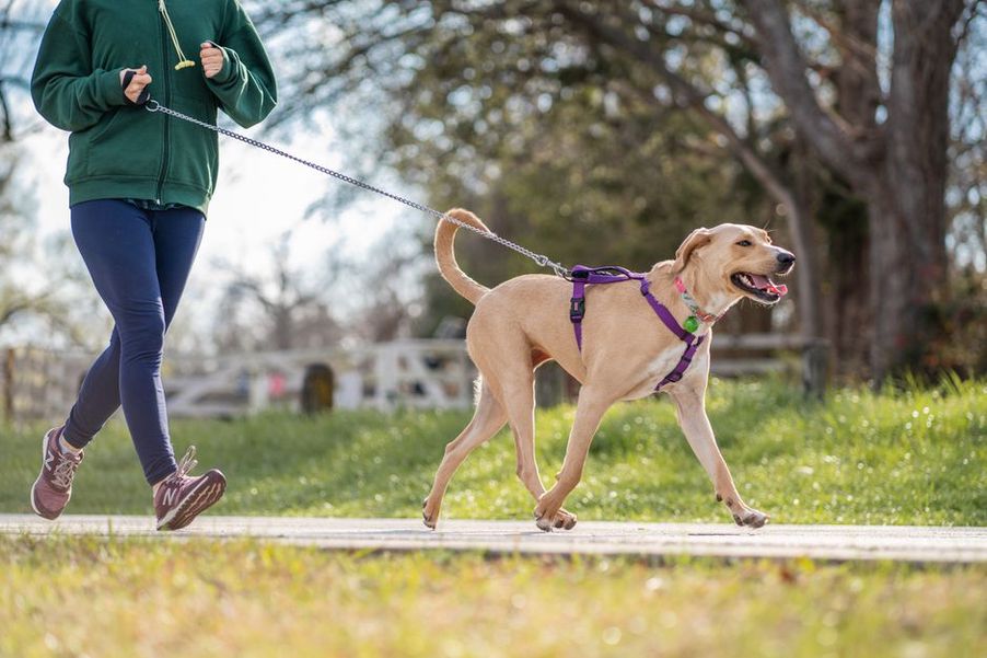Chien portant un harnais en promenade dans un parc