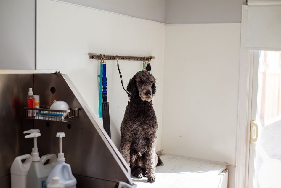 chien avec des outils de toilettage