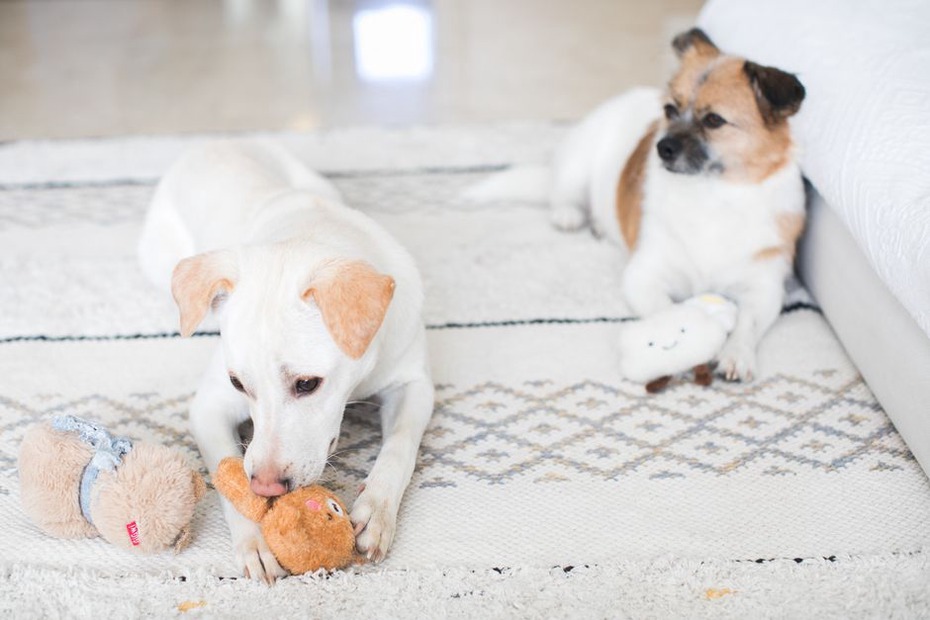 chien jouant avec un jouet interactif