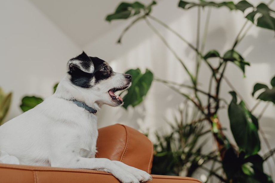 Un chien détourne le regard dans le salon