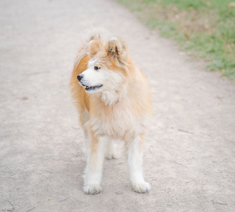 Une famille observe des oiseaux avec son chien tenu en laisse
