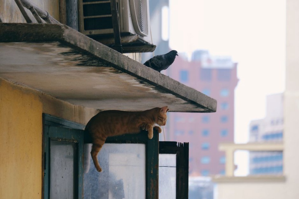 Une famille observe le jardin à côté de son chat