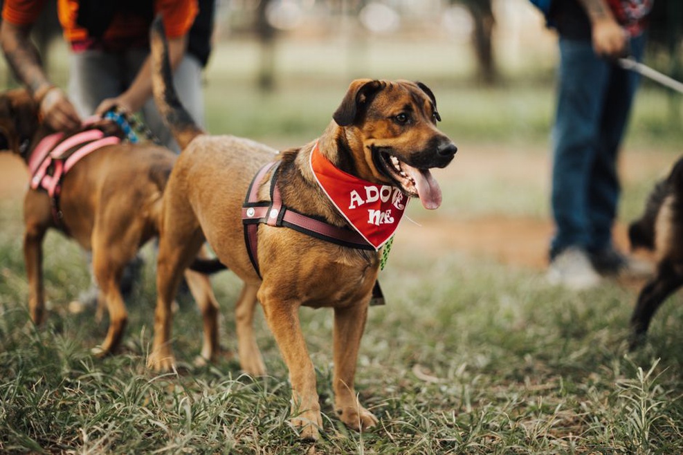 Famille accueillant un chien adopté avec joie