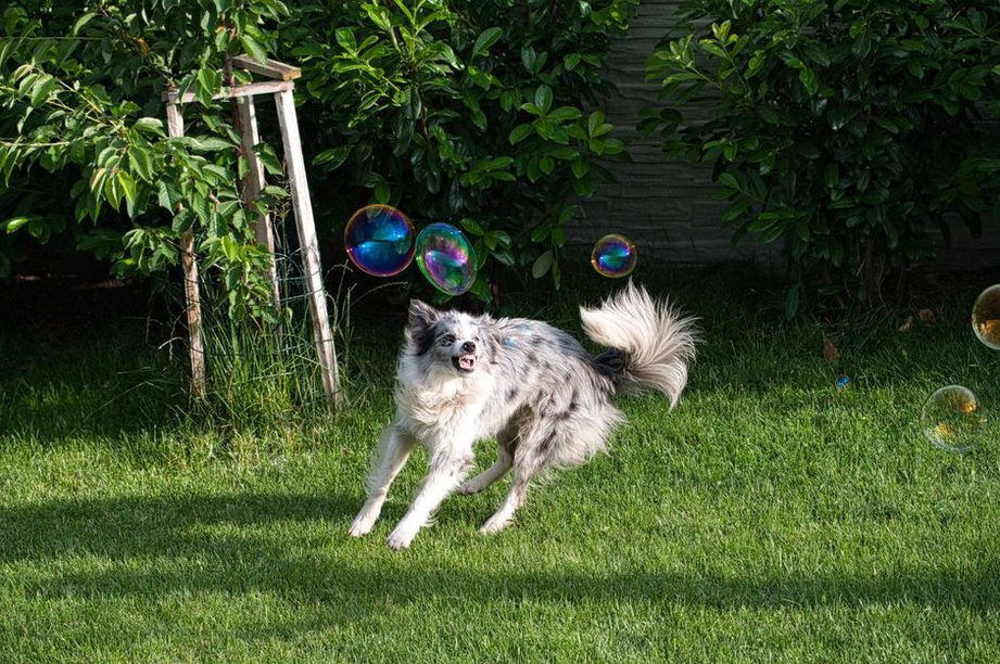 chien heureux jouant dans le jardin