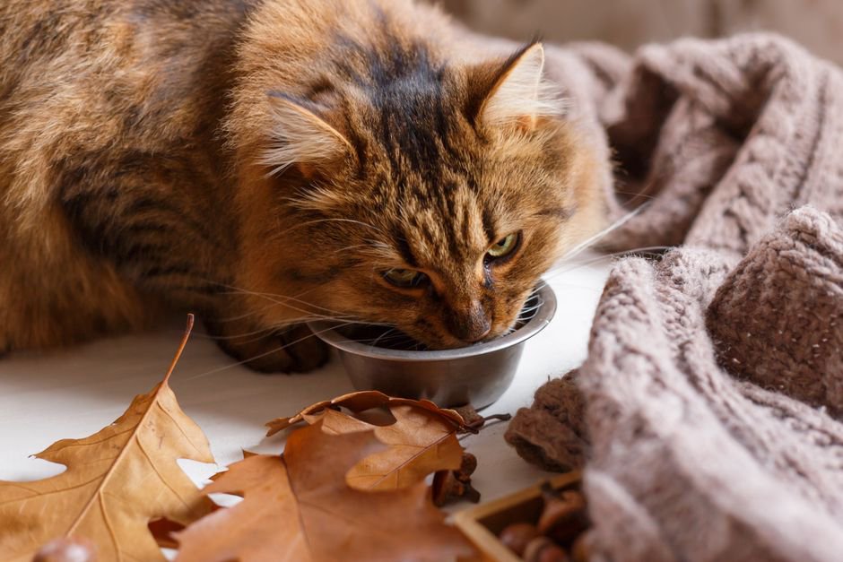 Un chat boit dans un coin repas calme