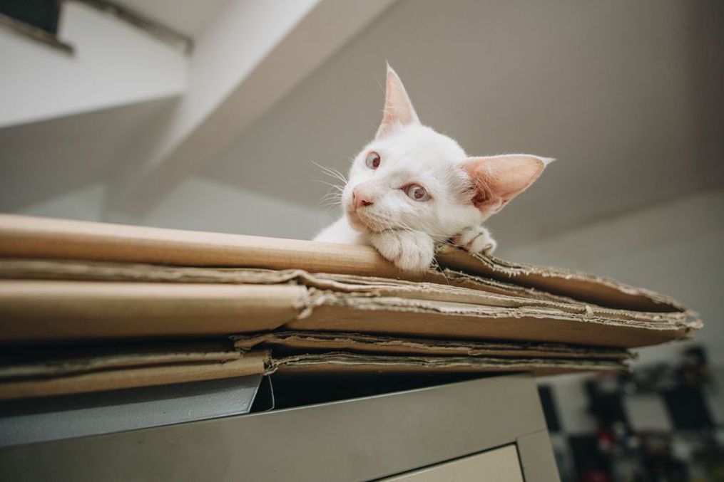 Un carton ouvert invite le chat à explorer