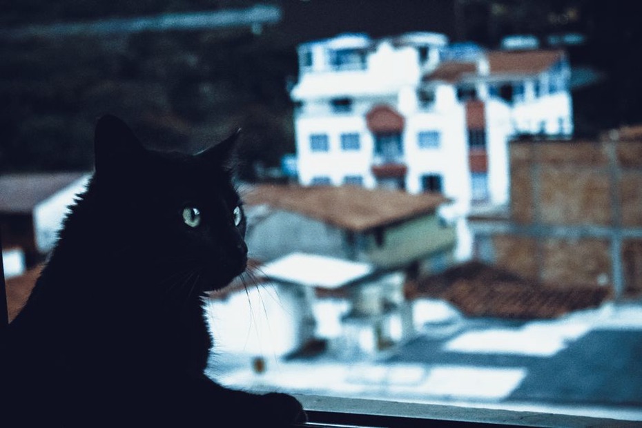 Un chat observe dehors depuis son perchoir
