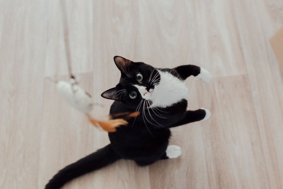 Une séance de jeu stimule un chat à la maison