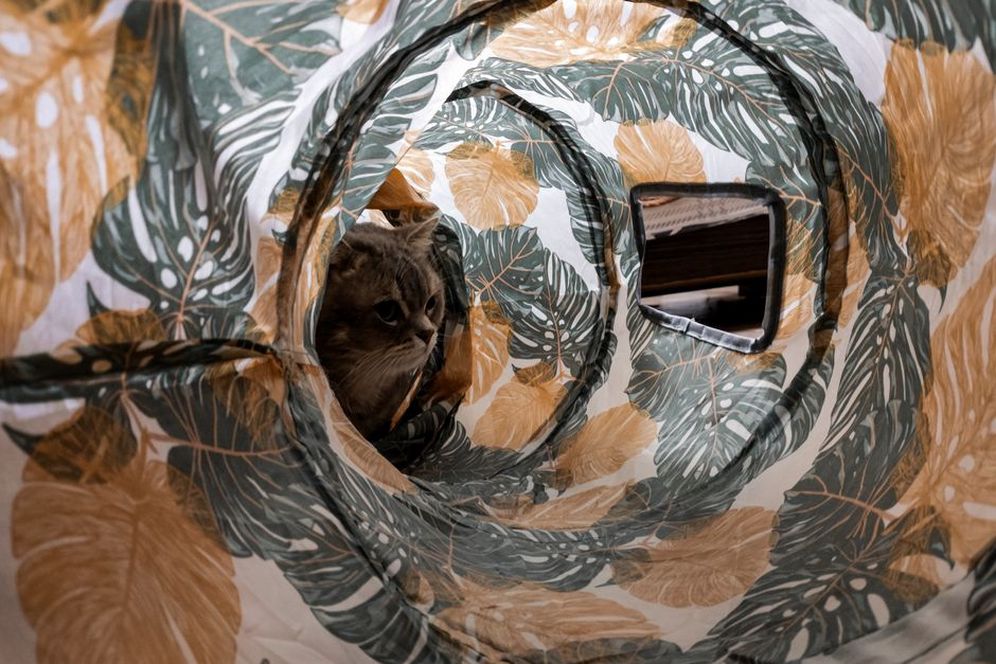 Près du tunnel, le chat suit un jouet du regard
