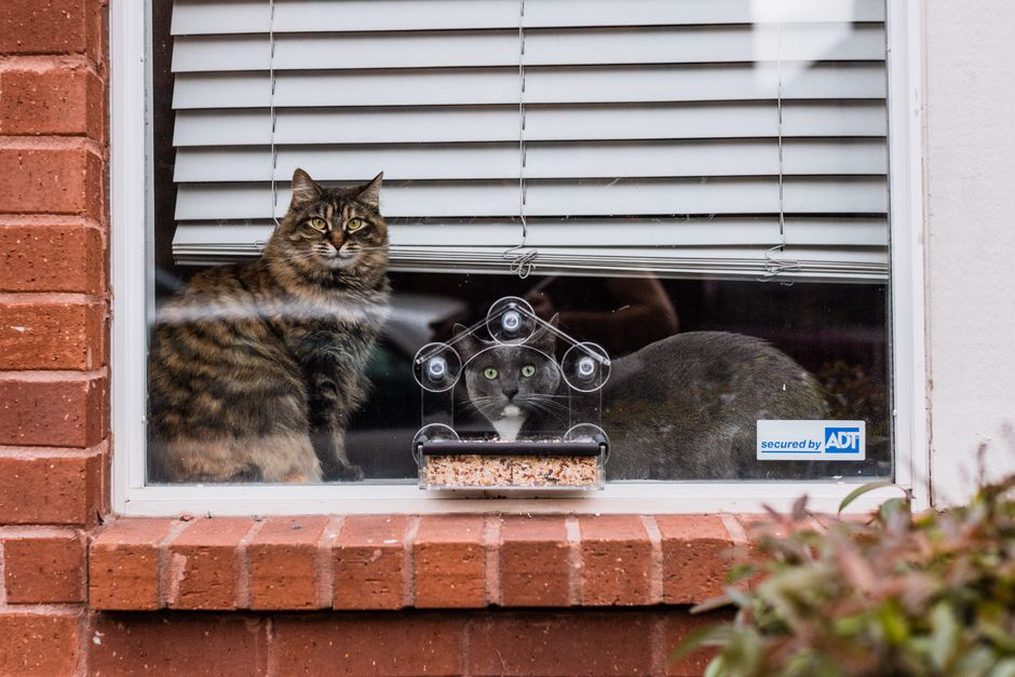 Un chat alterne recherche alimentaire et observation