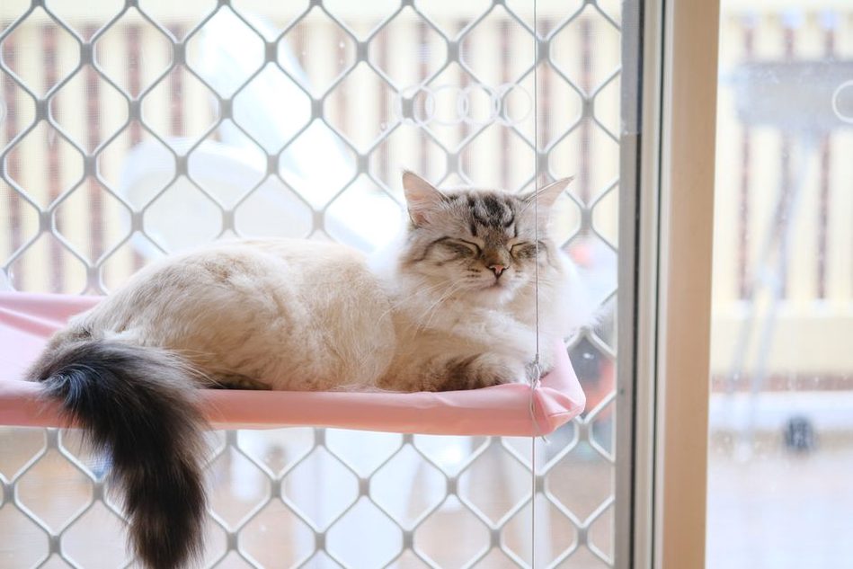 Un chat se repose sur son perchoir près de la fenêtre