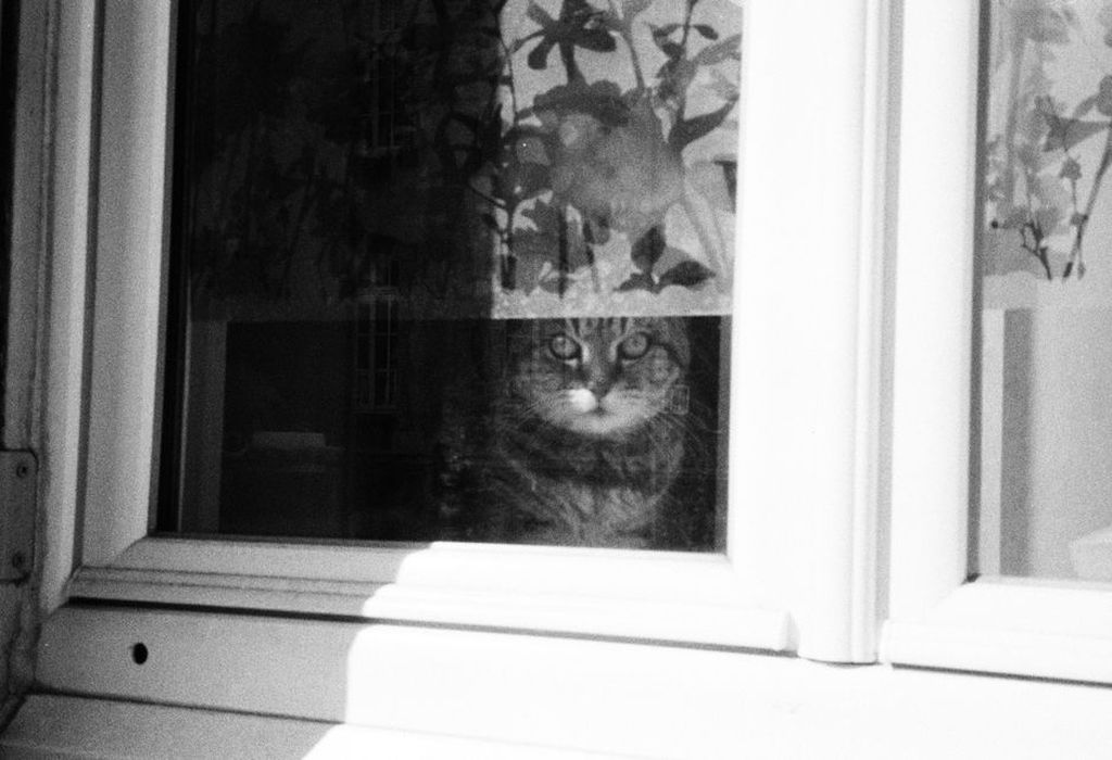 Chat installé devant une fenêtre sécurisée