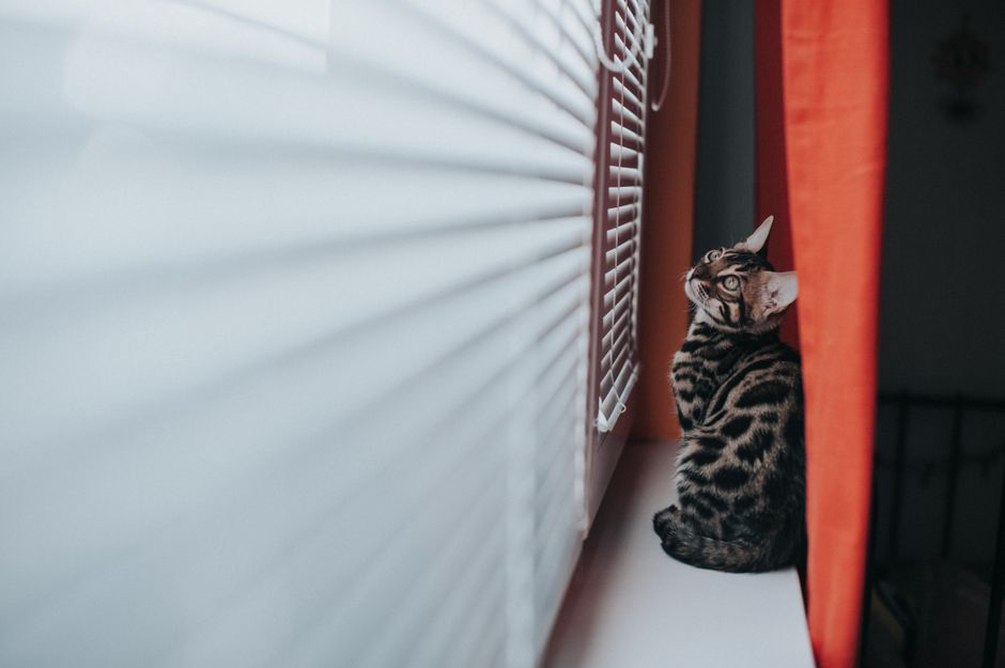 Un chat suit les oiseaux derrière une vitre fermée