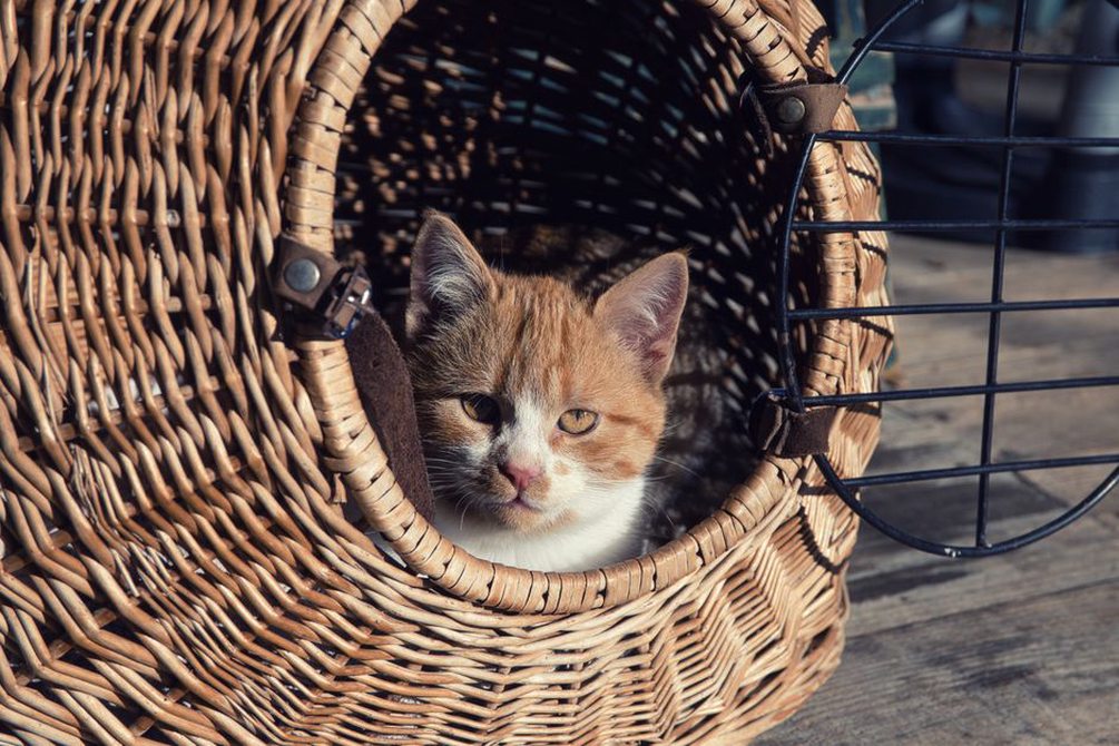 Un chaton explore sa caisse de transport ouverte