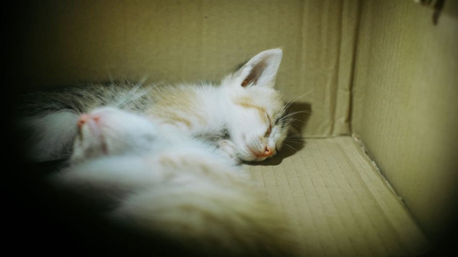 Un chaton près de sa cachette dans une pièce calme