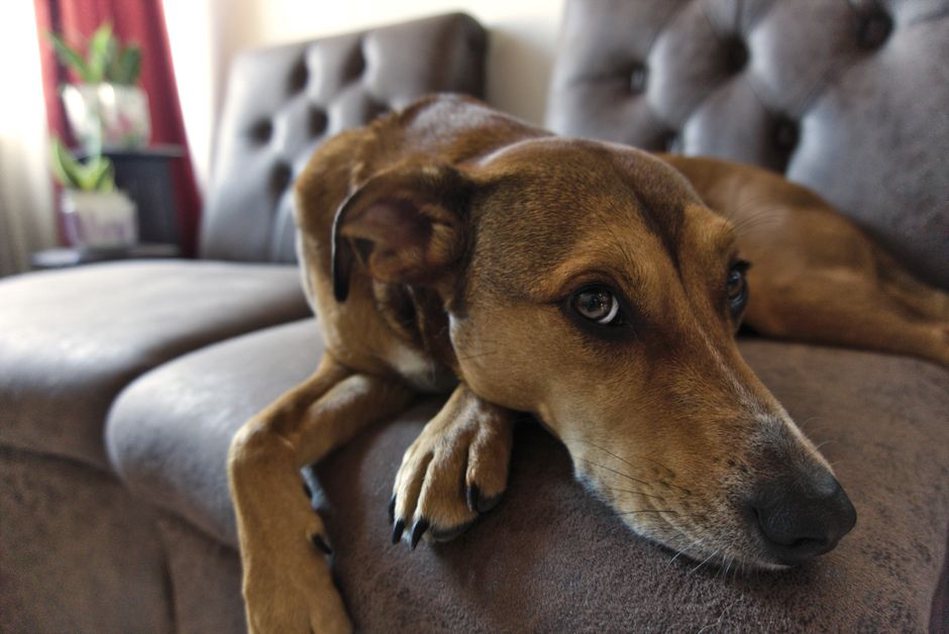 Un chien âgé se repose près de son humain
