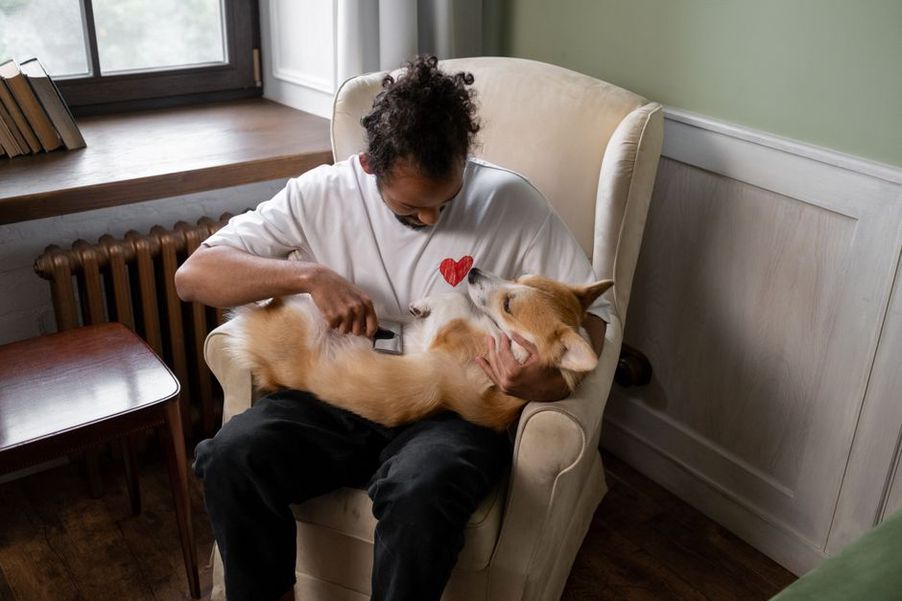 Brossage calme d’un chien sur un tapis