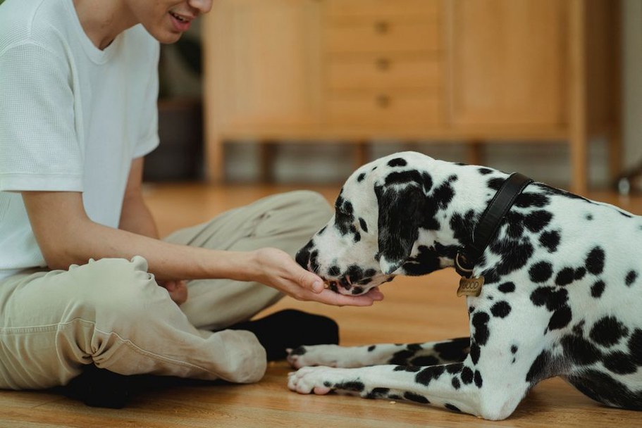 Une main guide doucement un chien attentif