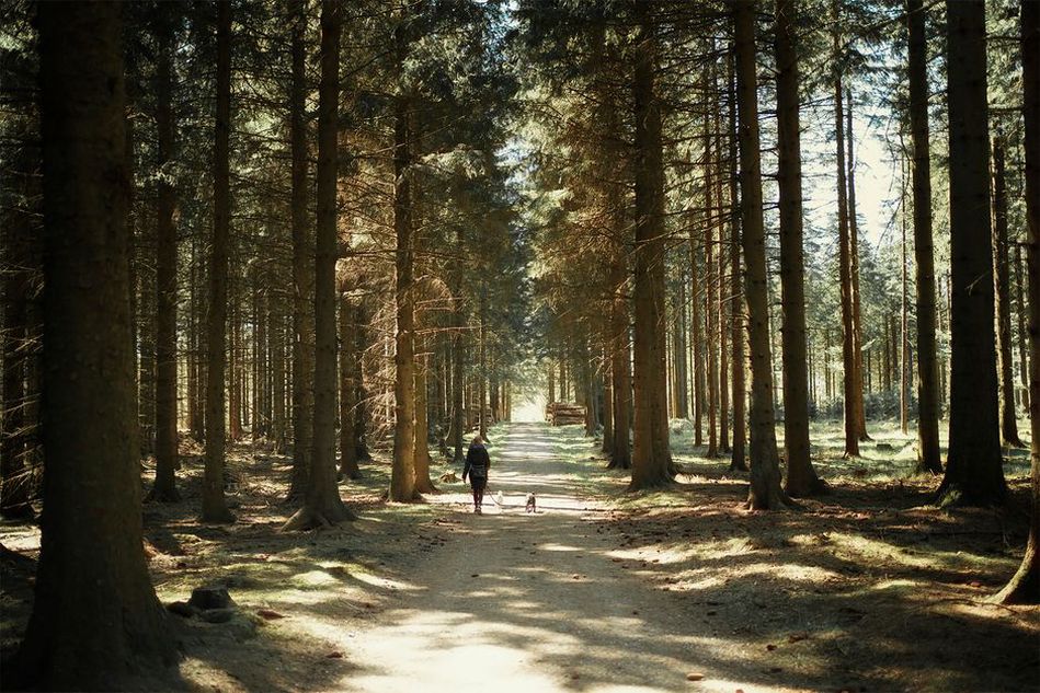 Une promenade en forêt au rythme du chien