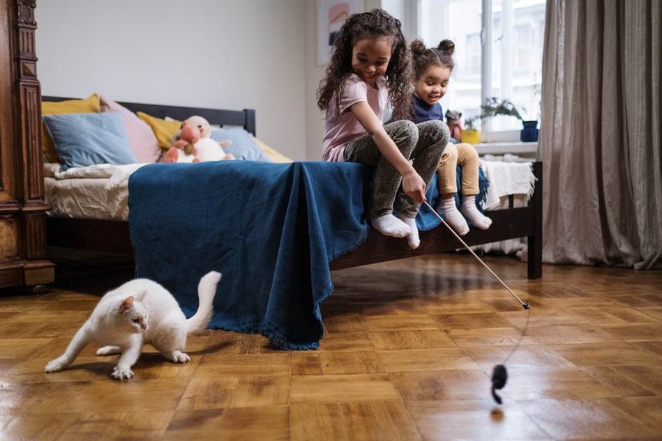 Une poursuite tranquille entre le chat et son jouet