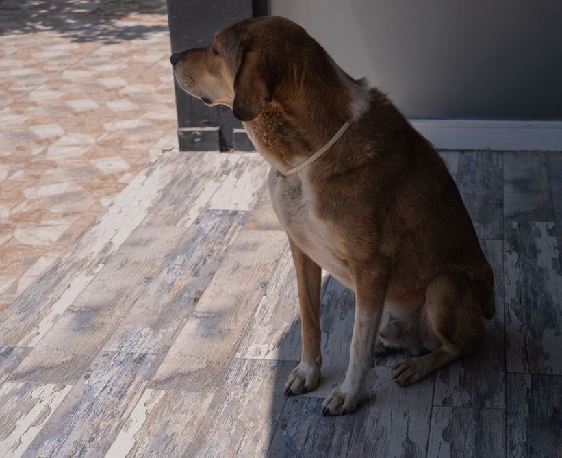 personne assise au sol détournant le regard d'un chien timide dans un salon