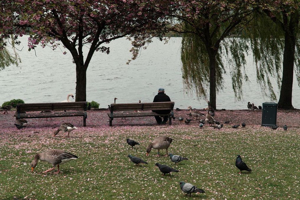 un banc public près d’un étang, une main posée sur le dos d’un chien attentif